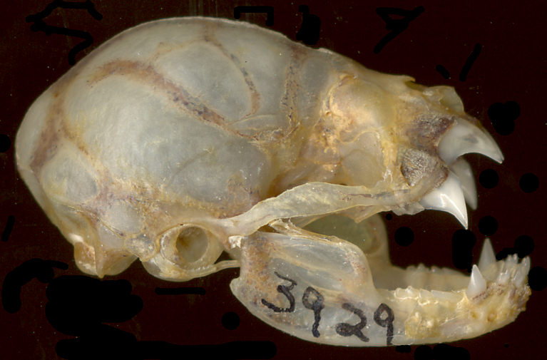 Skull and mandible of Desmodus rotundus