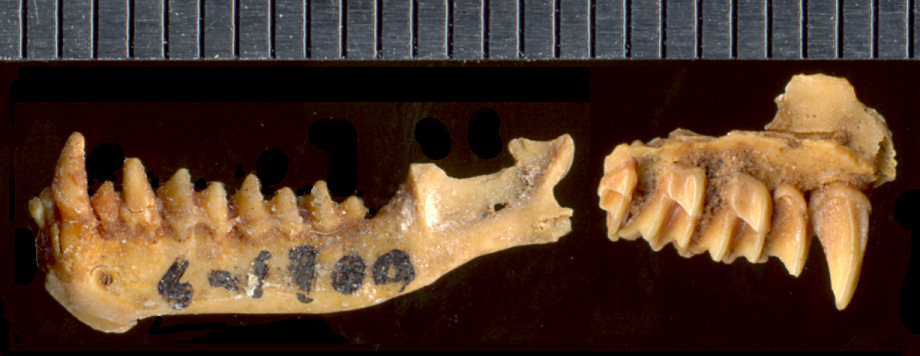 Left dentary and maxilla of Eptesicus fuscus