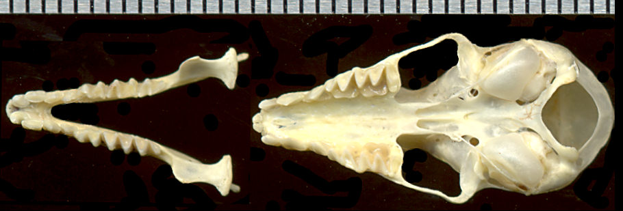 skull of Macrotus californicus