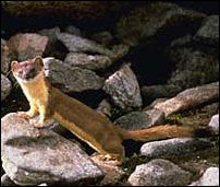 Forest Service photograph of a Long-tailed Weasel