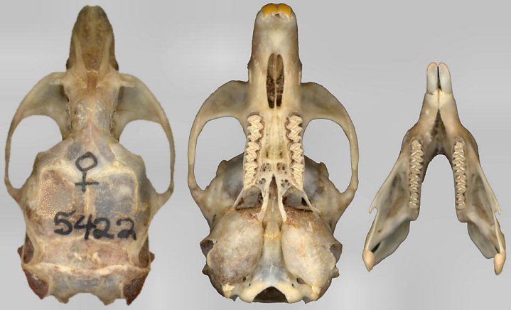 Dorsal and ventral views of the skull of Microtus and dorsal view of mandible