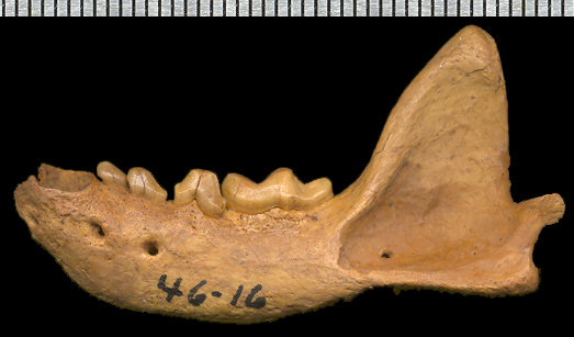 Left dentary of Mustela nigripes from Isleta Cave No. 2