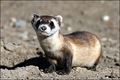 NPS picture of Mustela nigripes