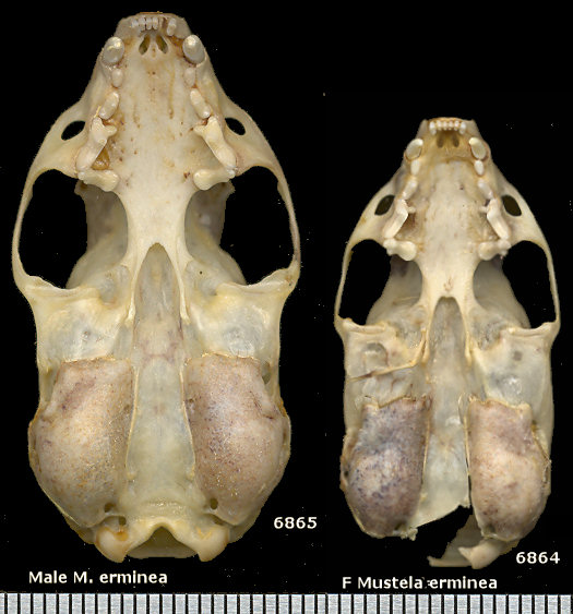 Ventral views of a male and a female Mustela erminea skull