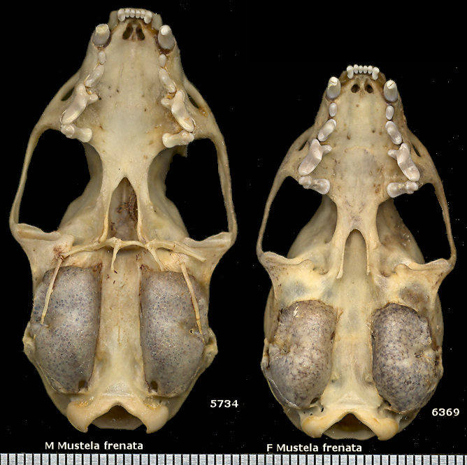 Ventral views of a male and a female Mustela frenata skull