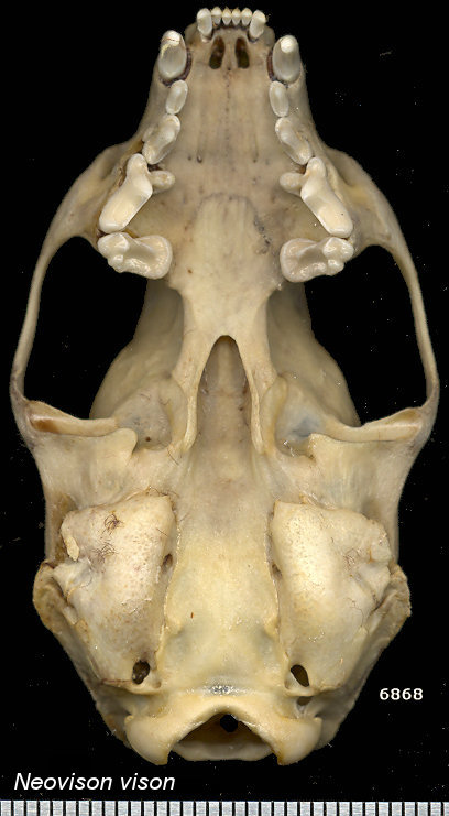 Ventral view of a modern Mustela vison skull