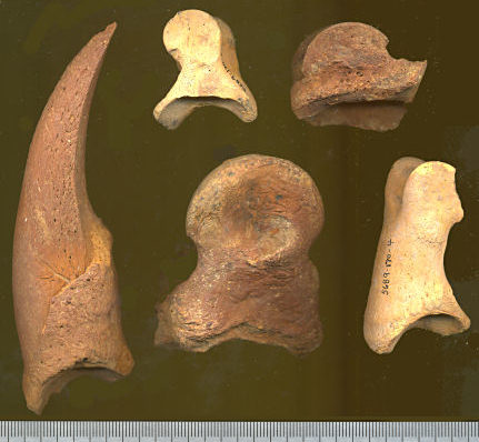 a variety of phalanges from Nothrotheriops shastensis