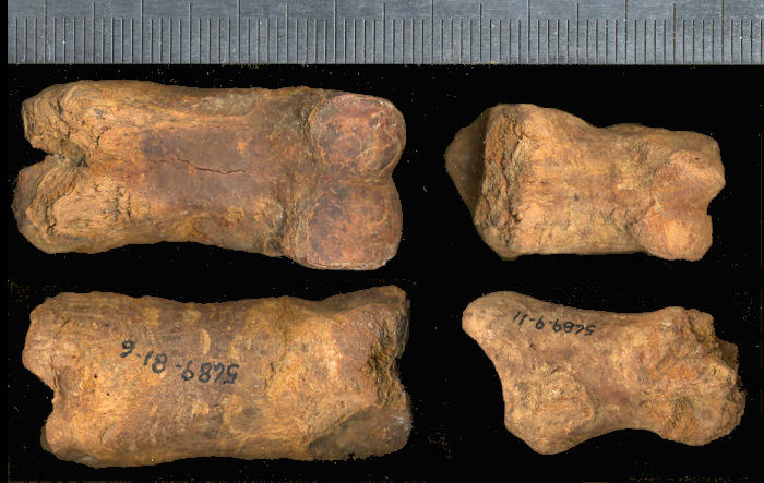 First and second phalanges tentatively identified as Oreamno harringtoni