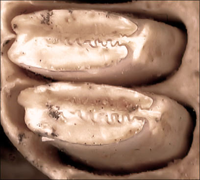 Upper molars of Sylvilagus