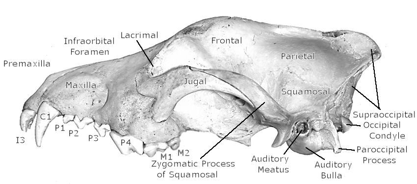 Lateral view of labeled Gray Wolf skull