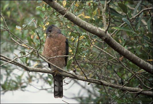 Accipiter cooperi, photograph by Lee Karney, US Fish and Wildlife Service