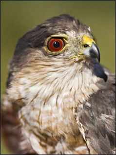 Accipiter striatus, photograph by Donna Dewhurst, US Fish and Wildlife Service