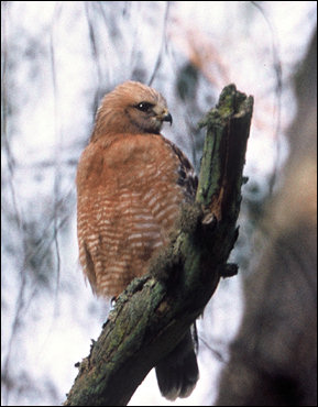 Buteo lineaatus, photograph by Lee Karney, US Fish and Wildlife Service