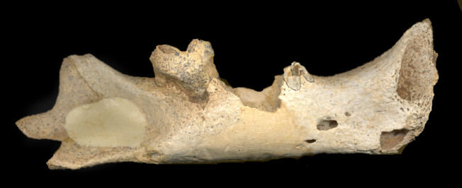 Right dentary of Smilodon gracilis