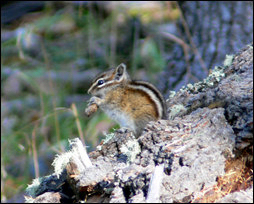 Least Chipmunk. National Park Service photograph by Sally King