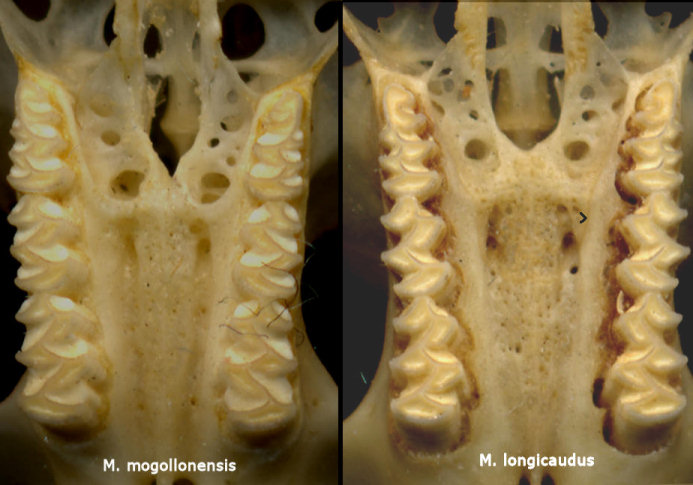 Comparison of palates and teeth of Microtus mogollonensis and Microtus longicaudus