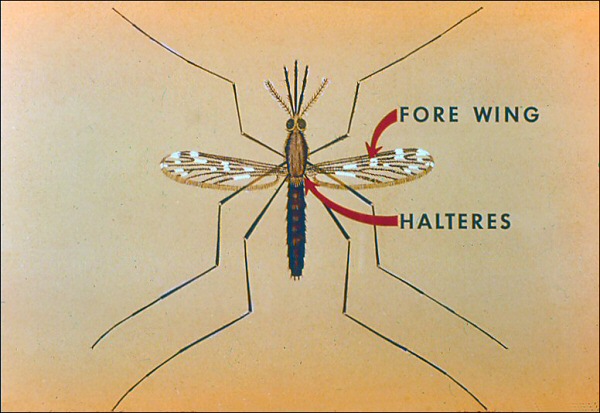 forewings and halteres