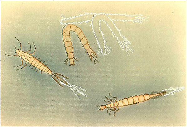 Drawing of other aquatic insect larvae illustrating different types of movement