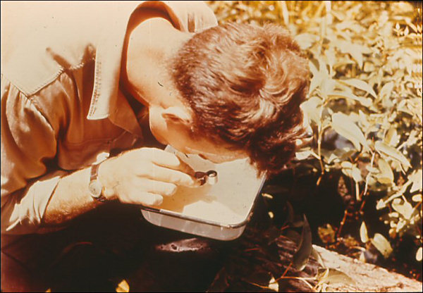 Drawing of photograph of entomologist examining larvae in dipper with hand lens