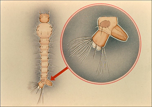 <i>Toxorhynchites</i> larva