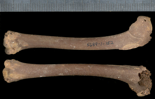 Left humerus of Anas cf. Anas platyrhynchos