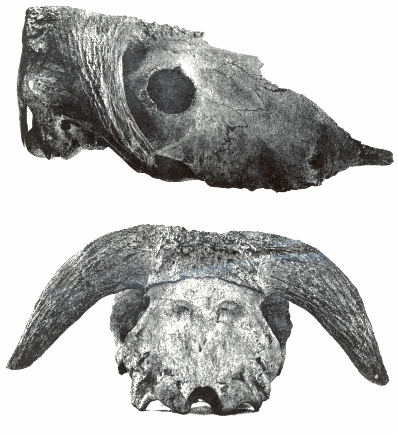 Two views of the skull of Bootherium