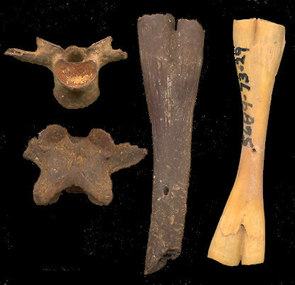 Two specimens of fossil Incilius alvarius compared to Anaxyrus ? woodhousii