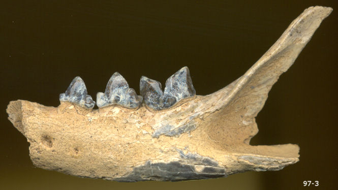 Left dentary of fossil Lynx rufus