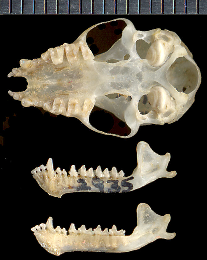 Dentaries and ventral view of skull of Myotis thysanodes
