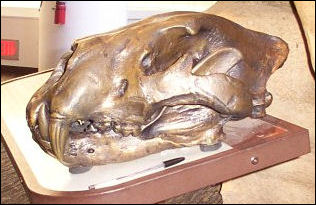 Bronze Panthera atrox skull, San Diego Natural History Museum
