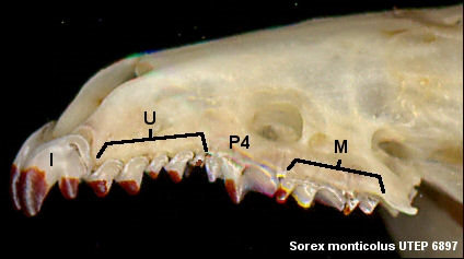 Rostral area of Sorex monticolus showing teeth and dental terminology