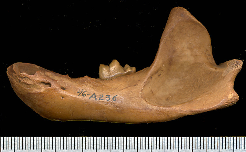 Left dentary of fossil Taxidea taxus