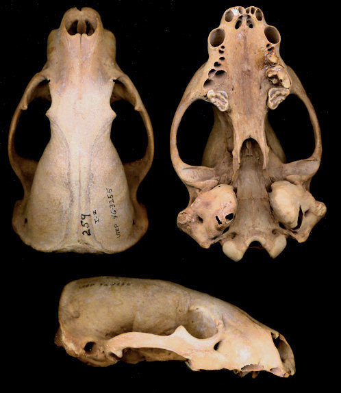 Dorsal, ventral, and lateral views of fossil Taxidea taxus skull