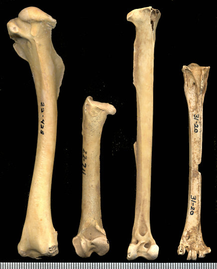 Caracara fossil limb bones