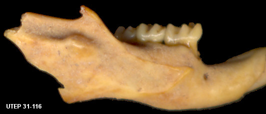 Lower jaw of Peromyscus maniculatus showing the incisor bulge coded as '3'