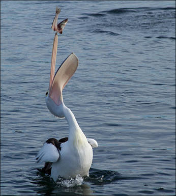 White Pelican with fish