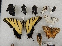 Entomology Collections