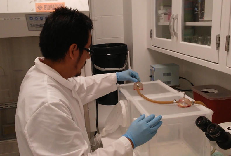 New UTEP Insectarium Targets Mosquito-borne Disease Research 