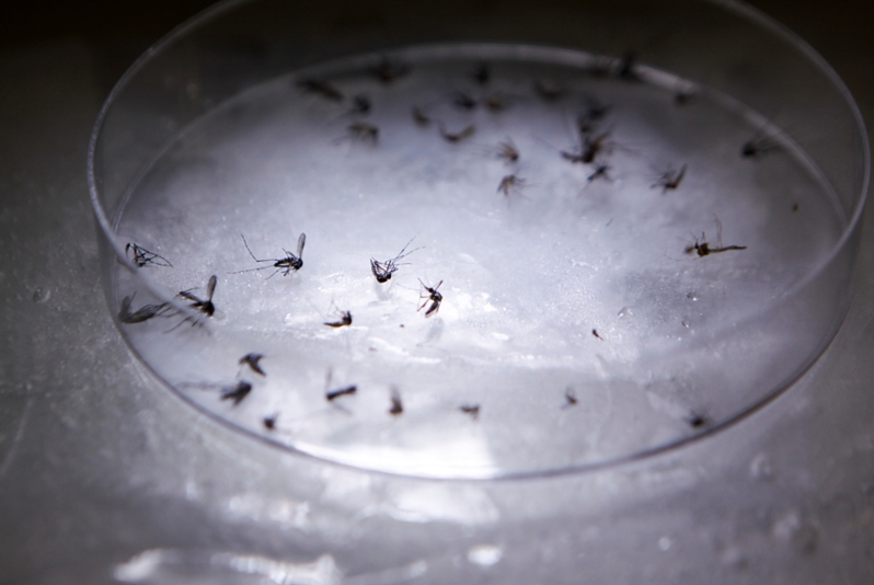 UTEP Researchers Lead Battle Against Mosquitoes 