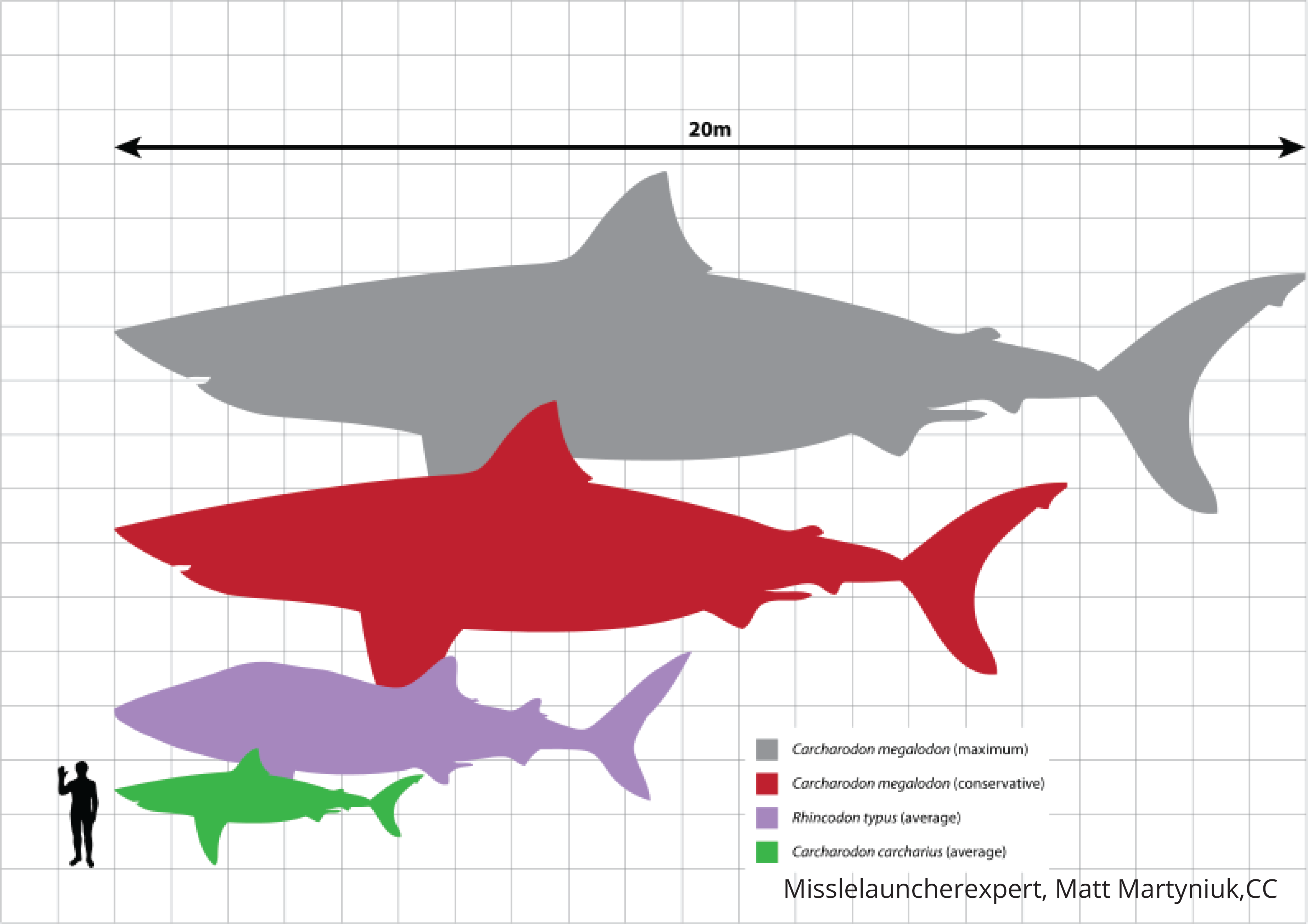 meg-comparison.png