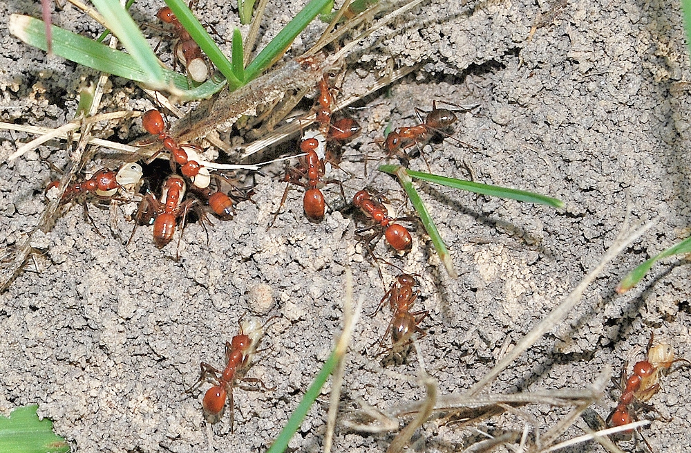 ants in parasitism