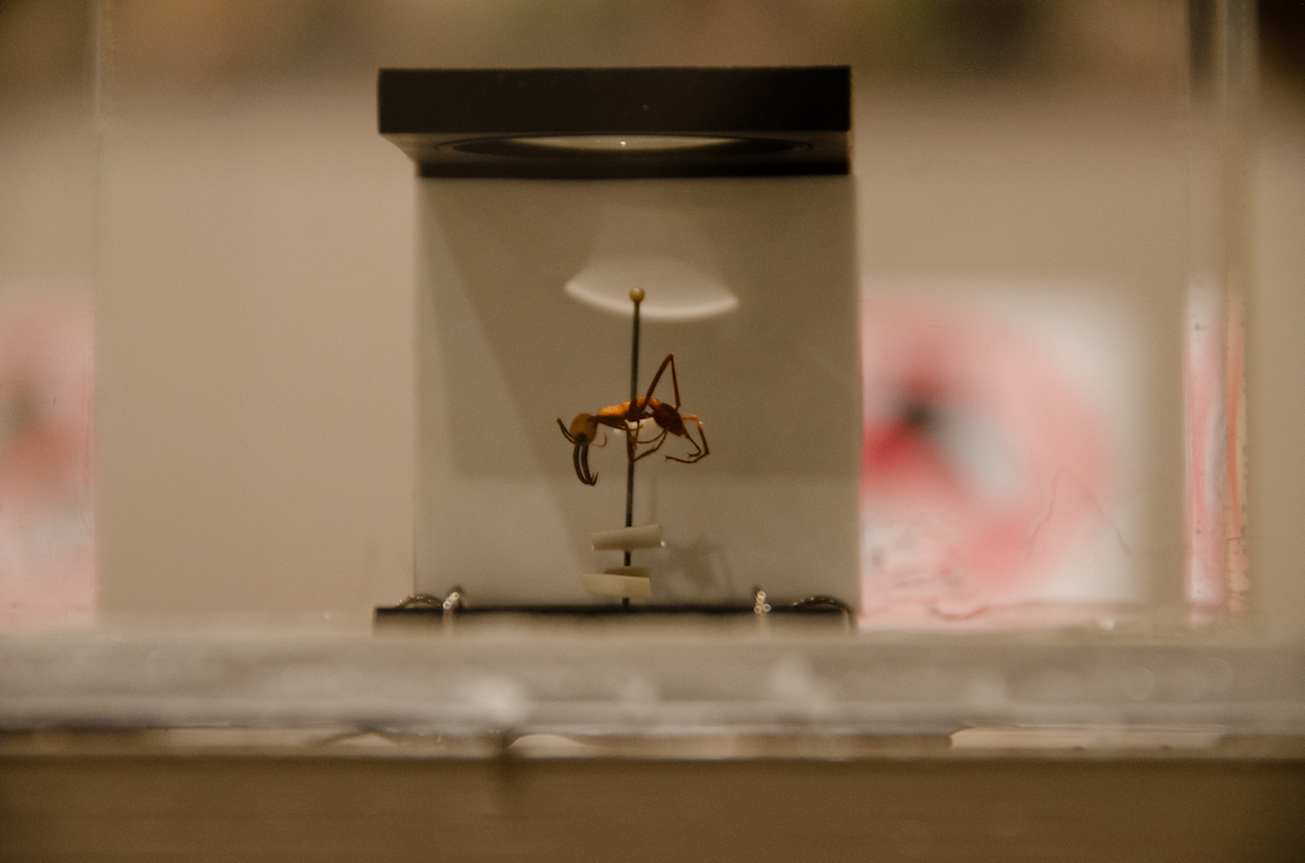 close up of ant specimen