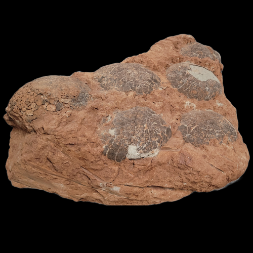 dino-eggs.png