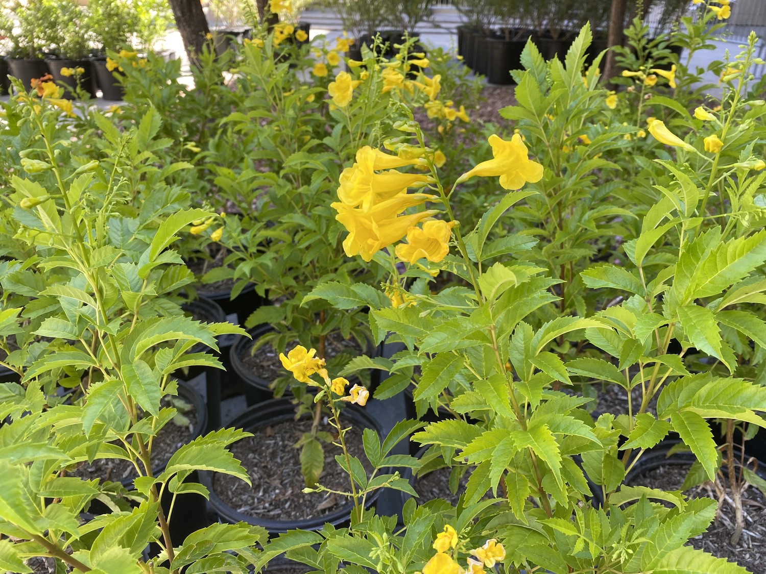 Yellow bells are a tough plant that looks tropical