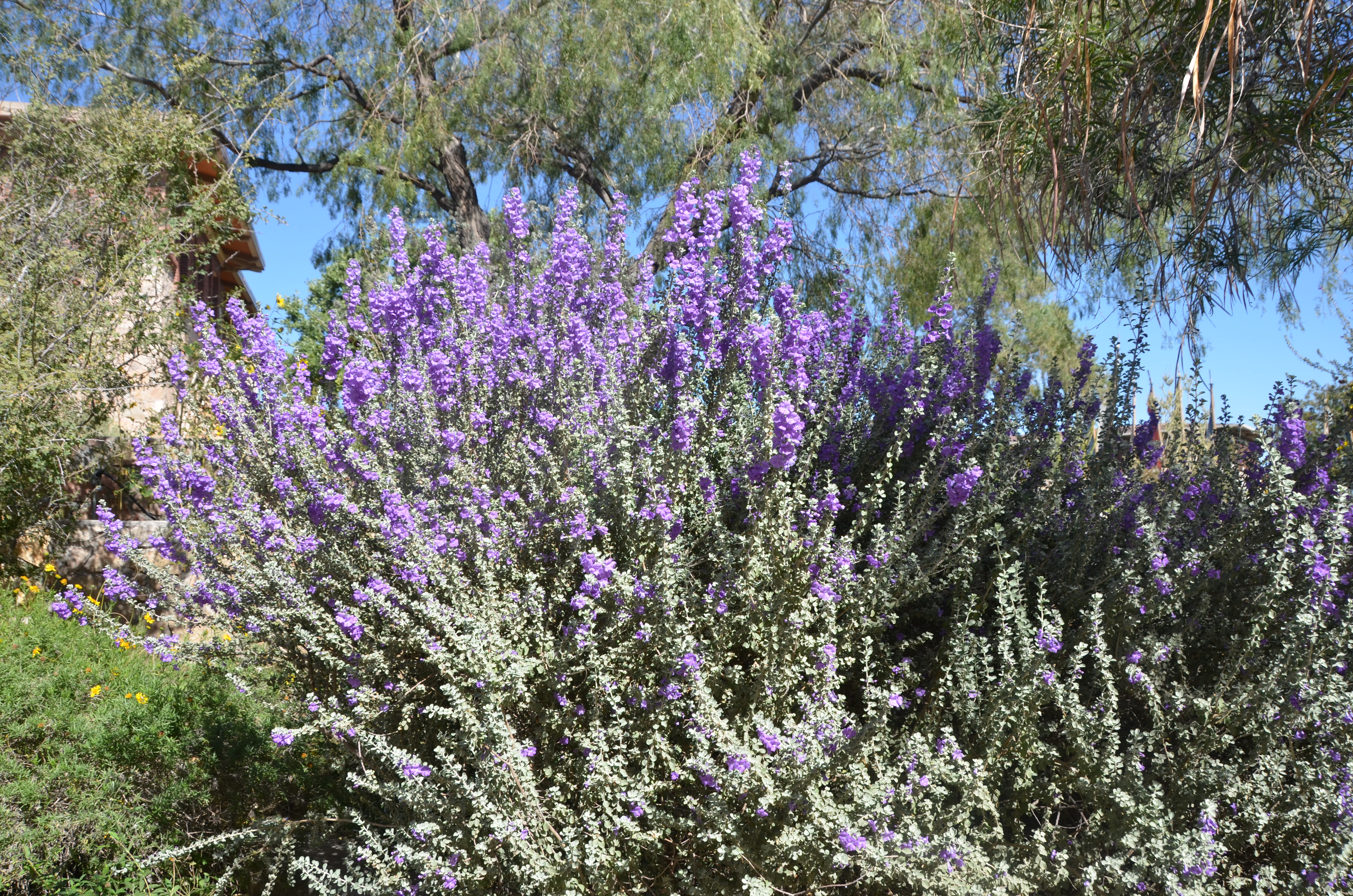 DSC_6444.JPG