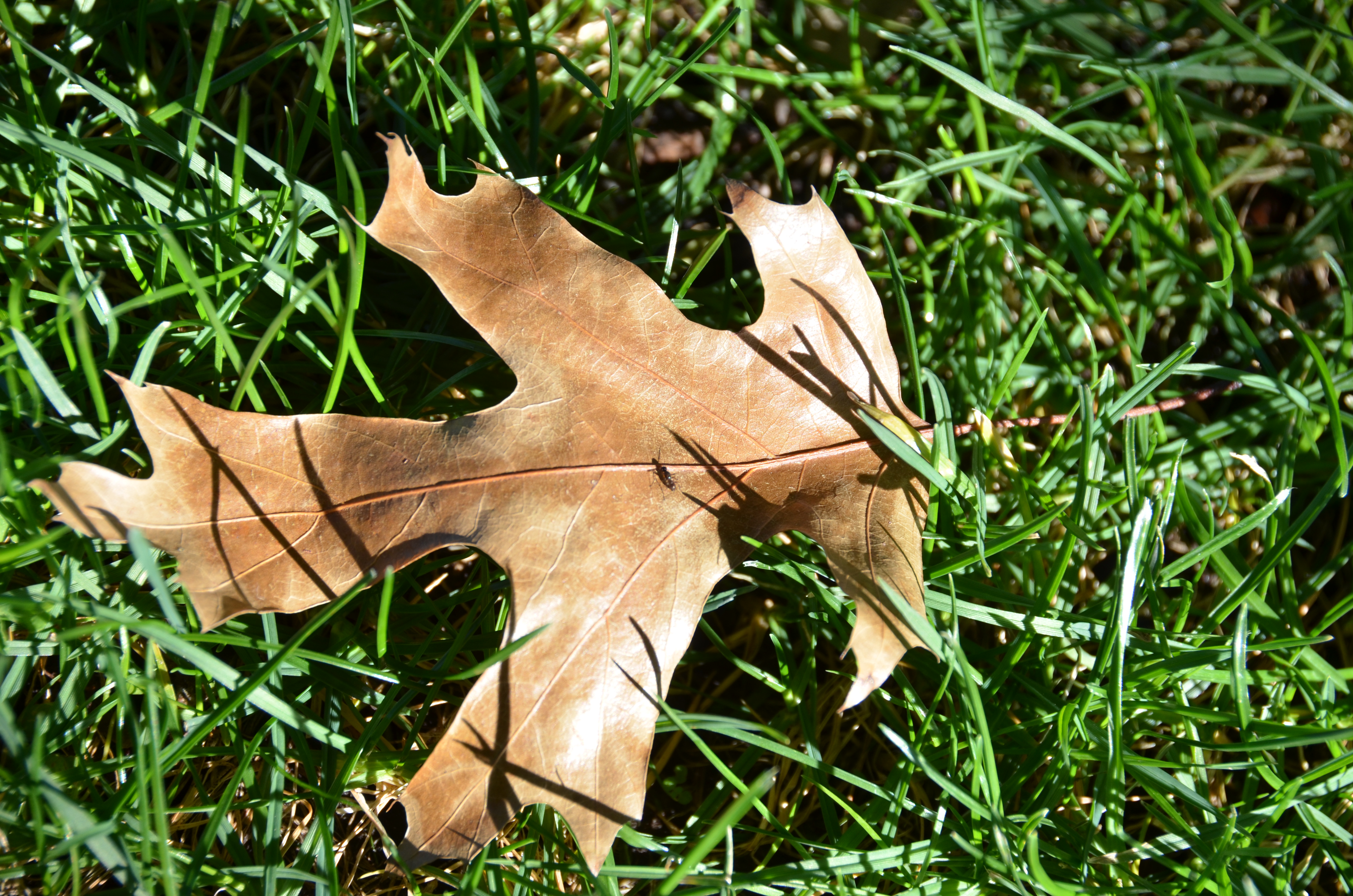 DSC_6857.JPG