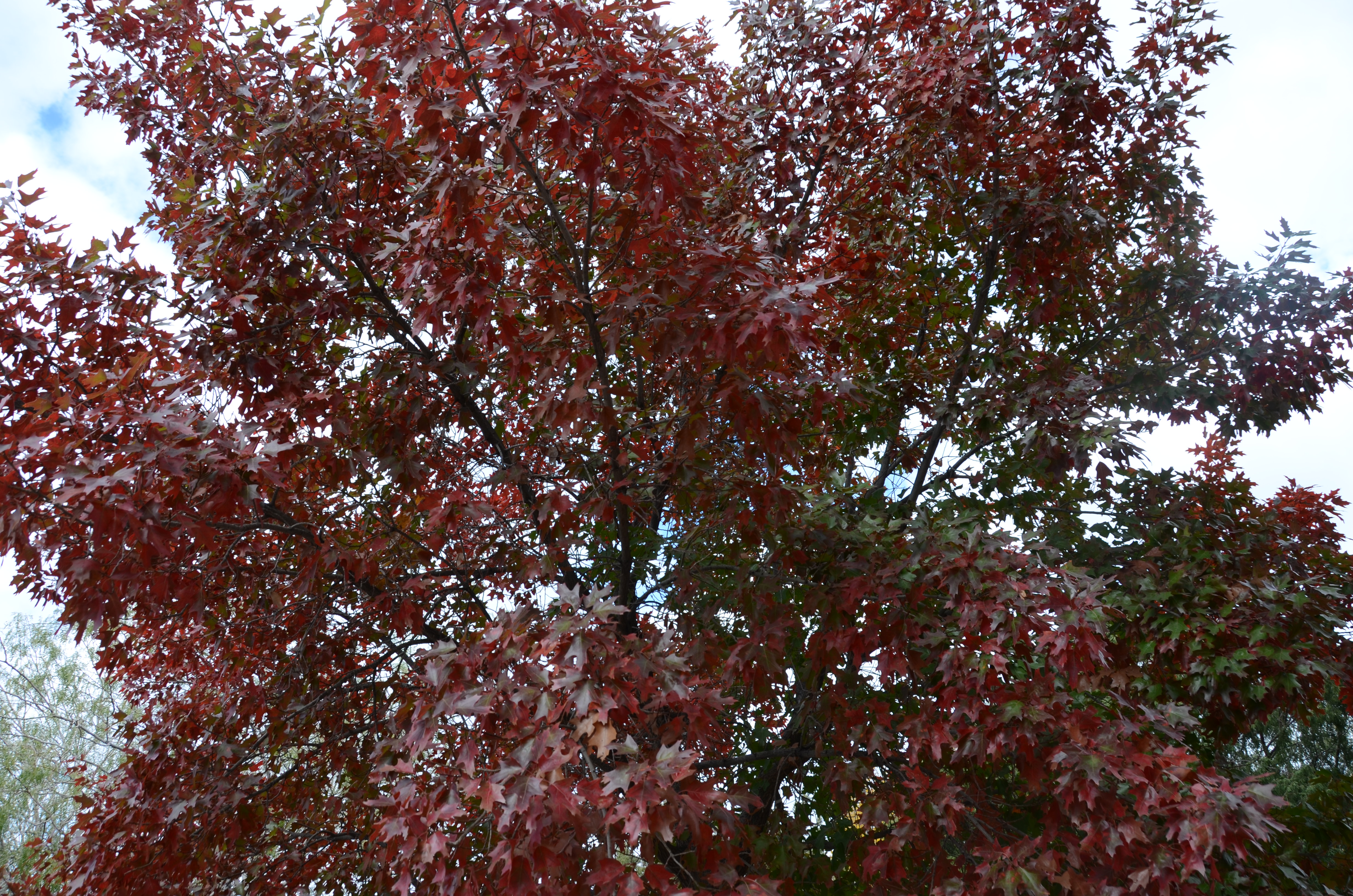 DSC_7065.JPG
