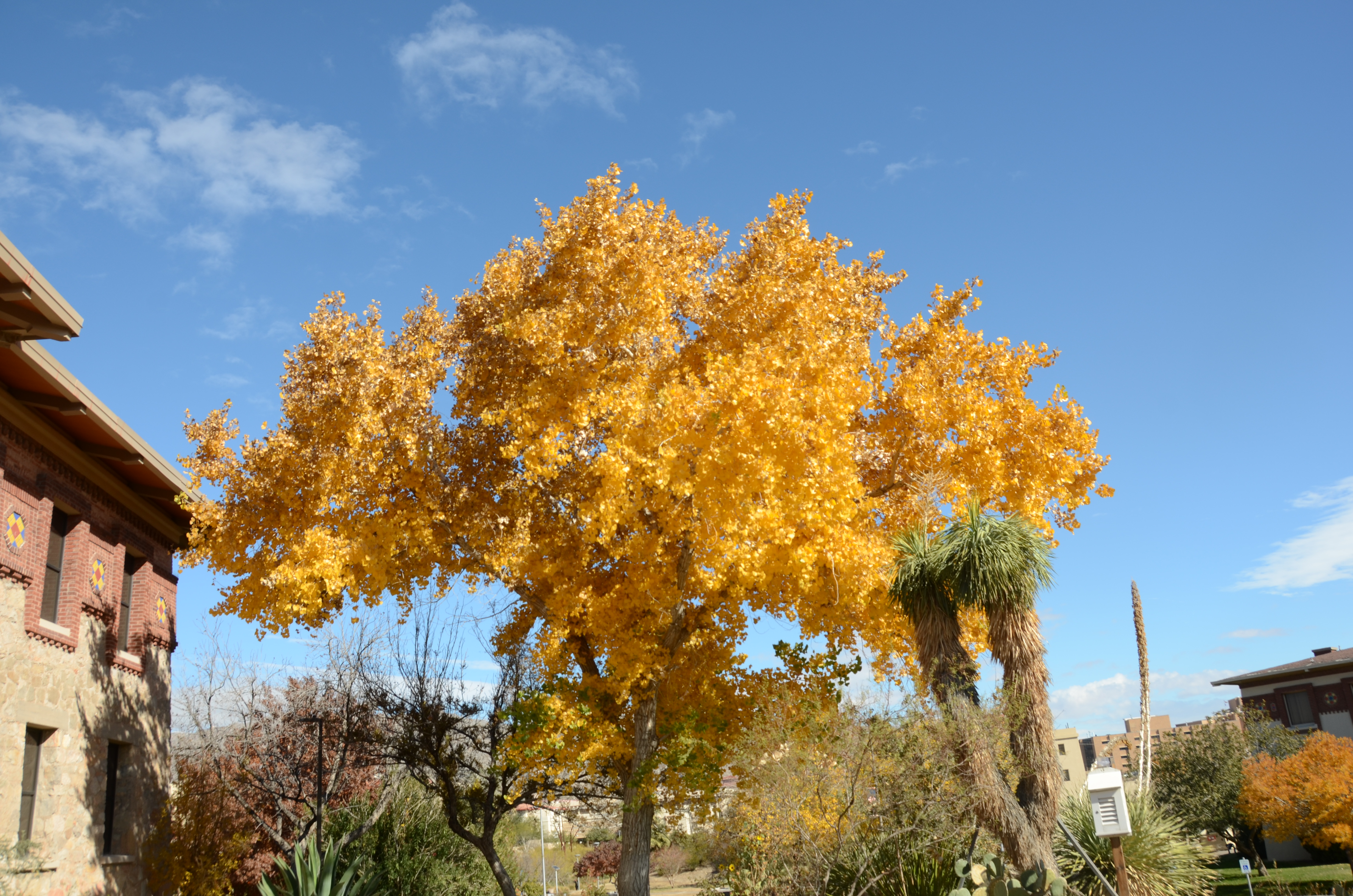 DSC_7066.JPG