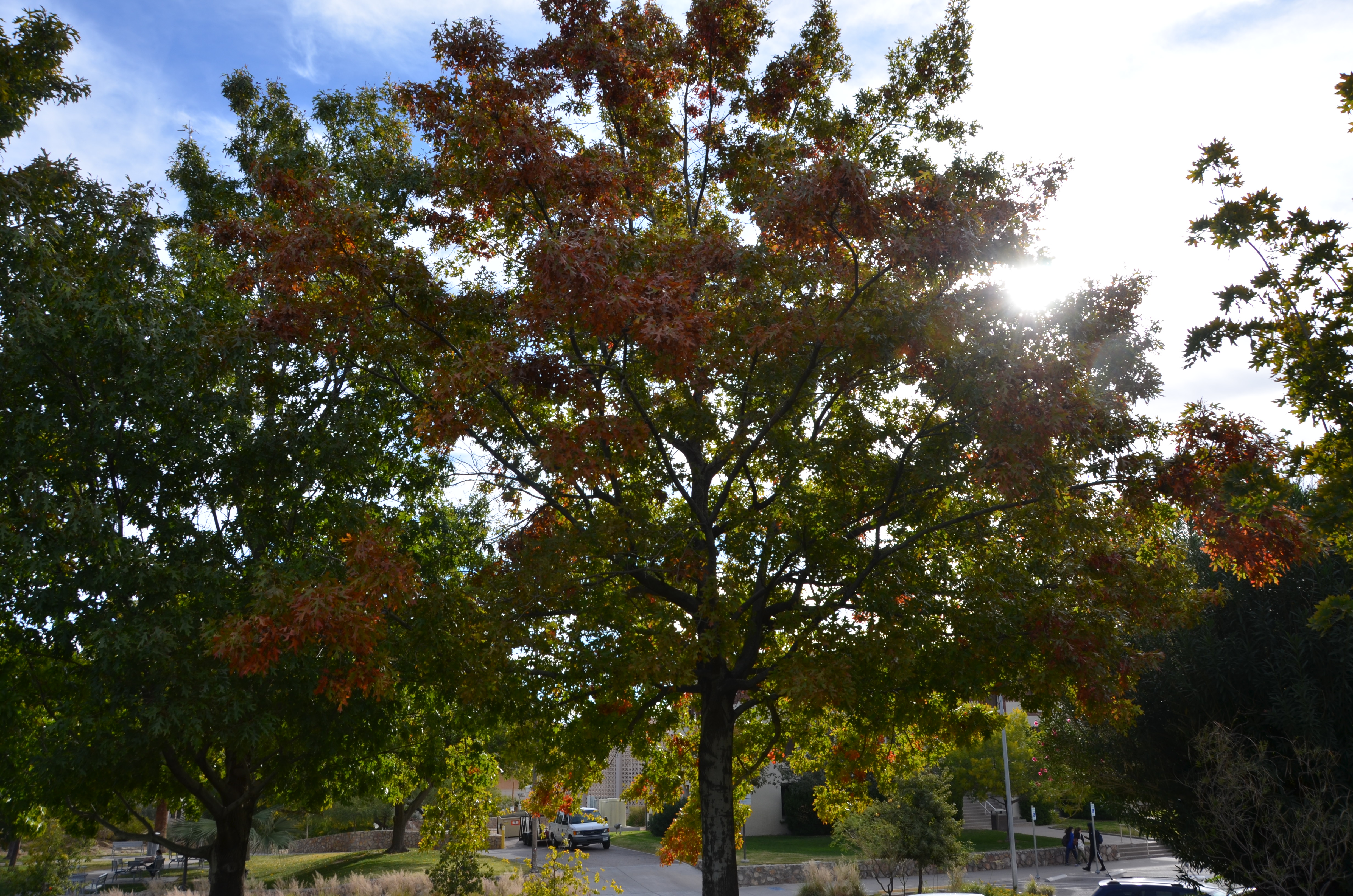 Texas_red_Oak.JPG
