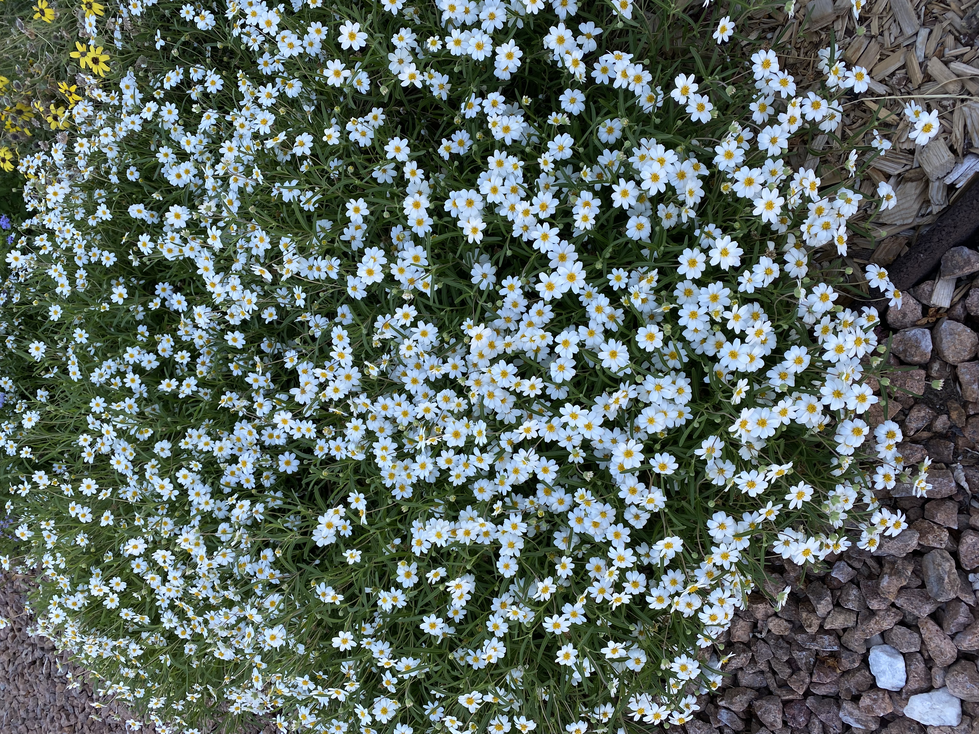 Blackfoot daisy (Melempodium leucanthum)